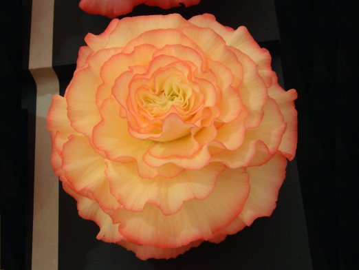 B. ‘Gay Gordon’